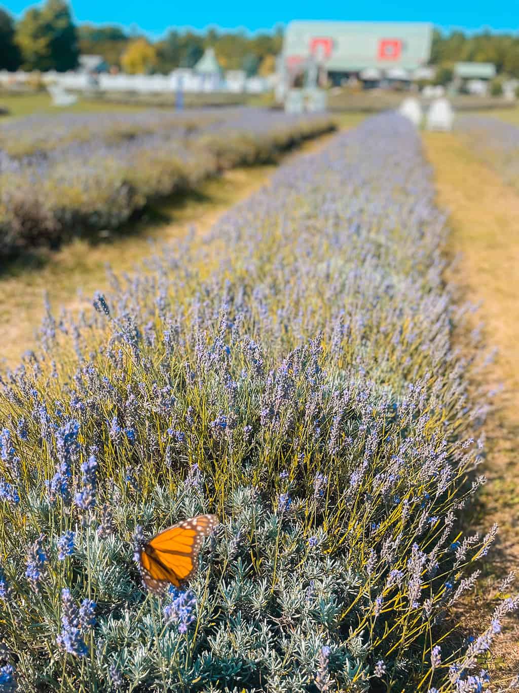 Fair Isle Lavender Fields in Door County Wisconsin on Washington Island