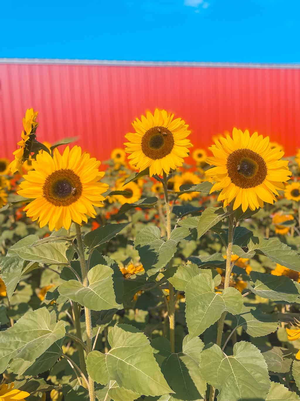 Sunflowers in Door County Wisconsin