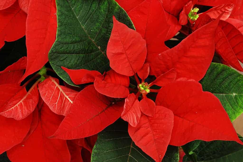 Holiday Poinsettias sale during Christmas in Seaside California
