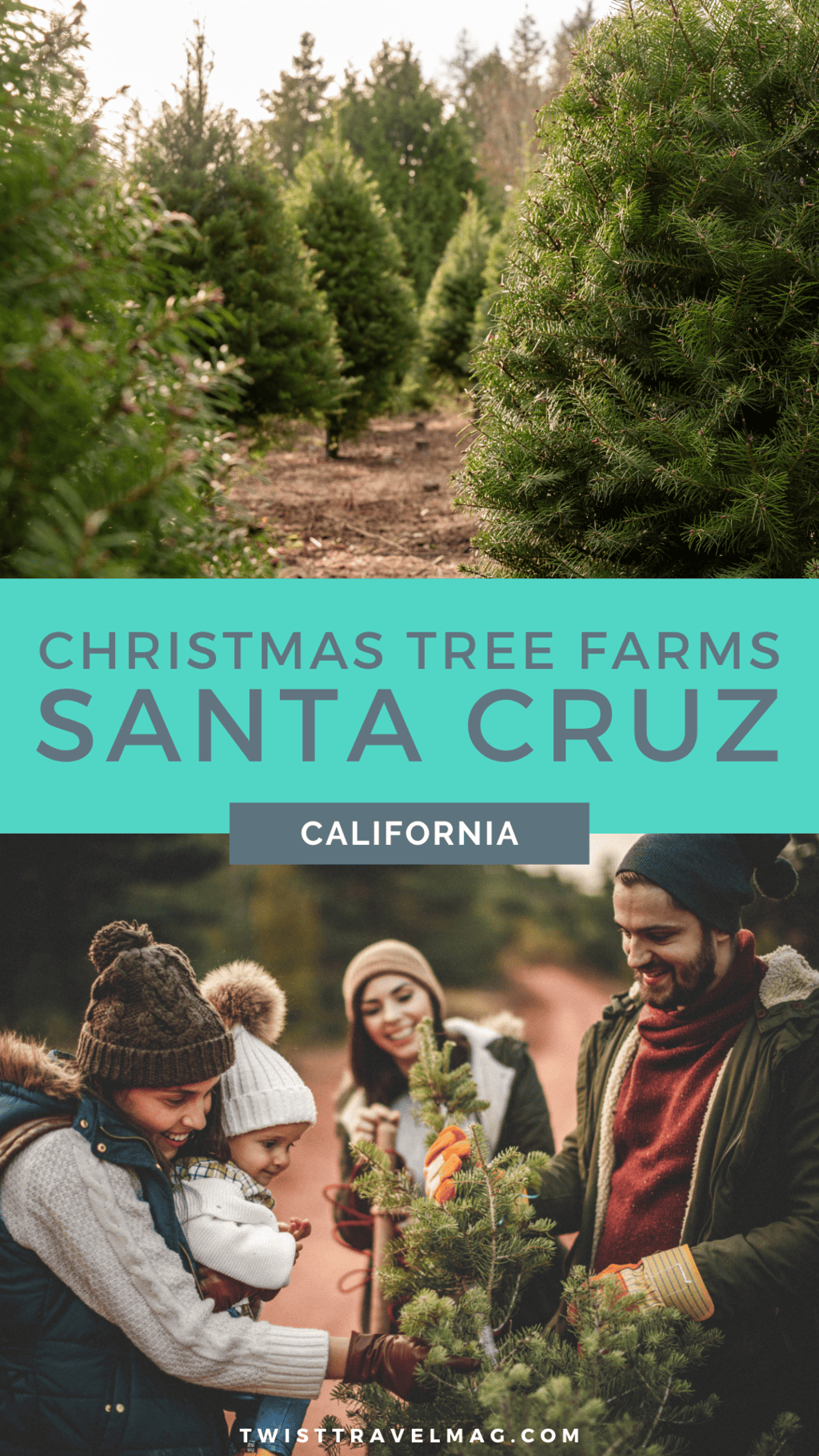 Best Christmas Tree farms in Santa Cruz California