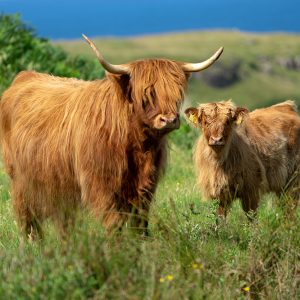 Highland Cows in Isle of Mull Scotland