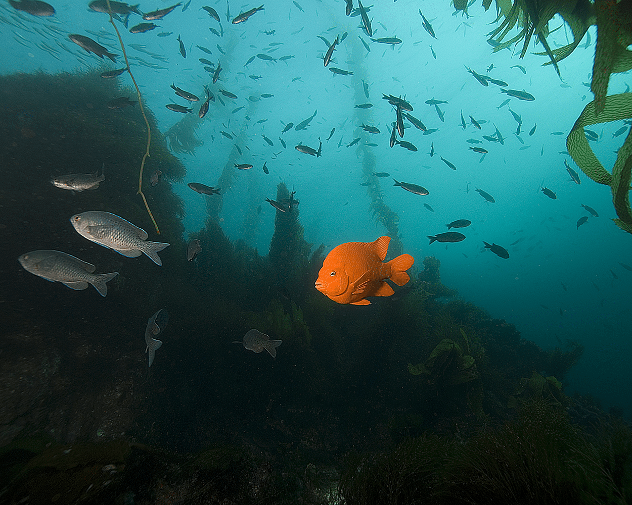 Garibaldo fish in the Channel Islands of California- credit Deposit Photos