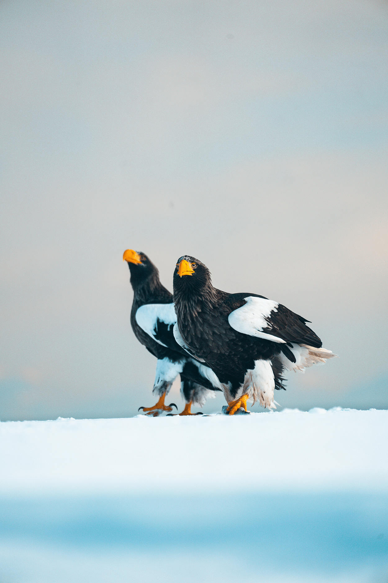 Steller's Sea Eagles in East Hokkaido Japan- photo by Keryn Means Twist Travel Magazine