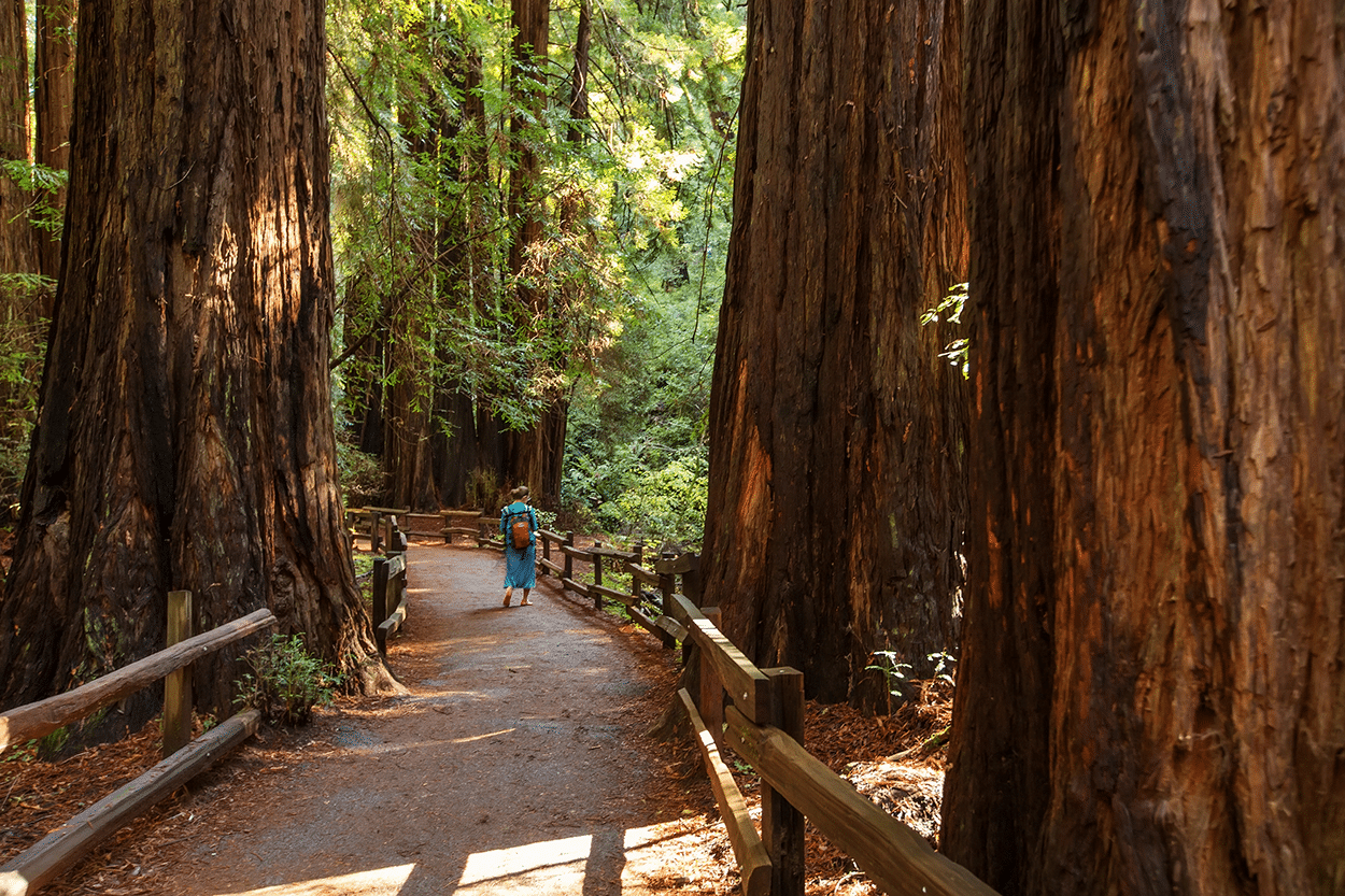 30 Ways to Spend a Day in Mill Valley CA 2 Muir Woods in Mill Valley, CA