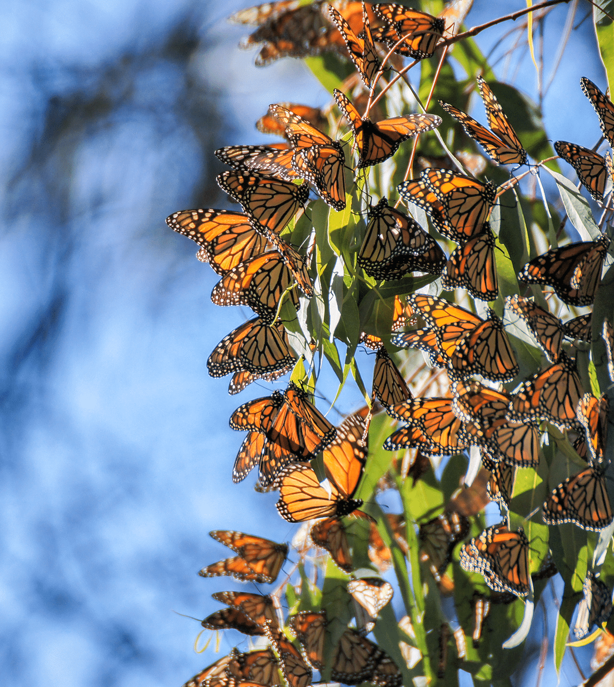 Monarch butterflies in Pacific Grove CA