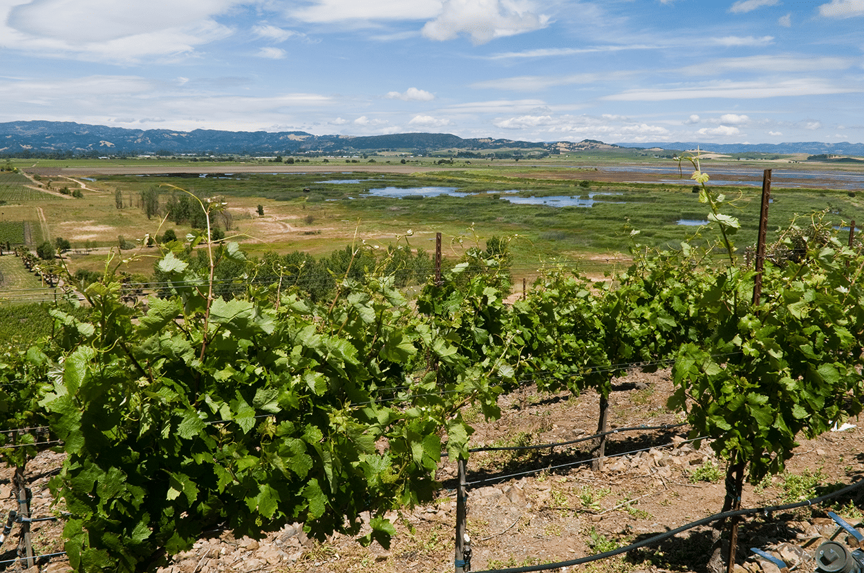 Uncover Sonoma's Secrets: Top Things to Do Beyond Wine Tasting! 2 Vineyards of Sonoma California