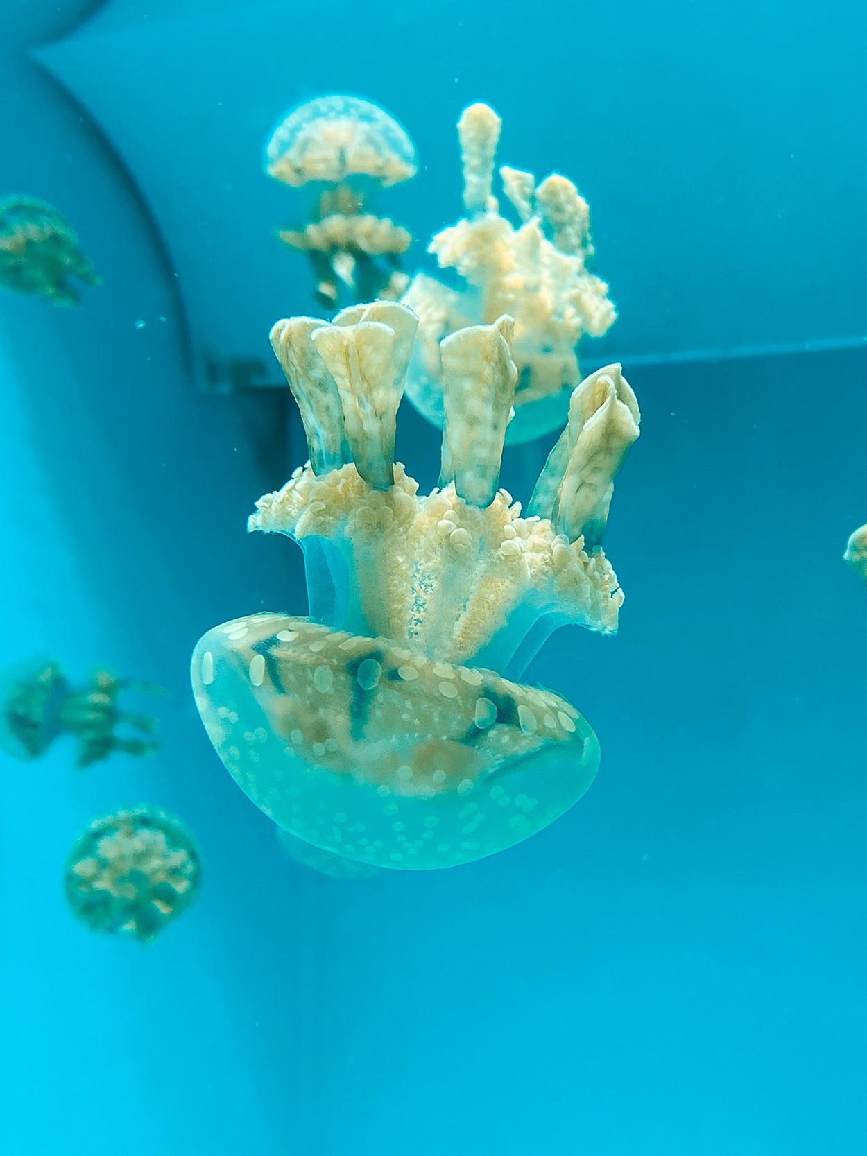 12 Pint-Sized Things to do in Long Beach with Toddlers + Babies 2 Jellyfish at the Aquarium of the Pacific in Long Beach California- photo by Keryn Means, a travel expert at TwistTravelMag.com