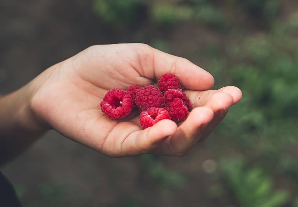 6 Insanely Good U-Pick Farms In San Luis Obispo 1 U Pick Farms in San Luis Obispo California- credit Twenty20/EnvatoElements