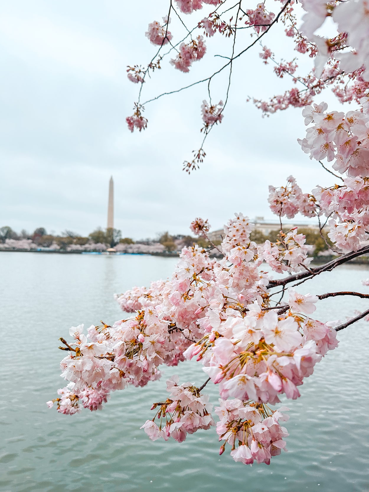 Best Year-round Vacation Destinations in the United States 6 Washington DC Cherry Blossoms