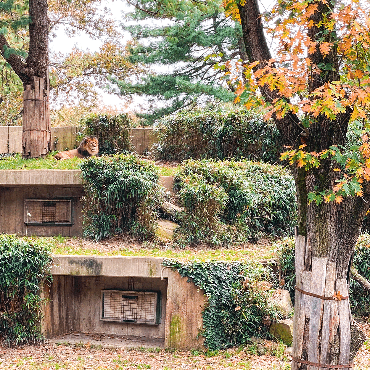 15+ Teen-Approved Things to Do in Washington DC 7 Lion at Washington DC Smithsonian Zoo- credit Keryn Means