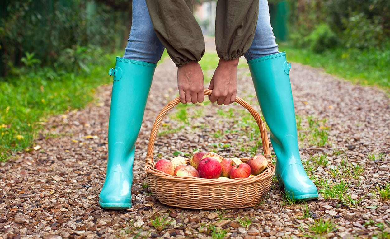 7 Amazing U-Pick Farms For Apple Picking In Southern California 2 Apple picking in Southern California