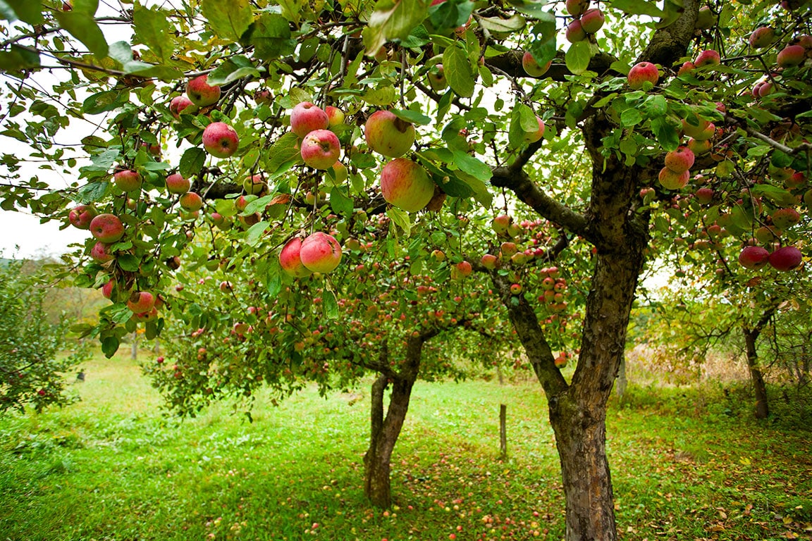 San Francisco Apple Picking: 7 Bay Area Farms Open to the Public 2 San Francisco Bay Area Apple Picking Farms