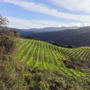 Santa Cruz wineries in California