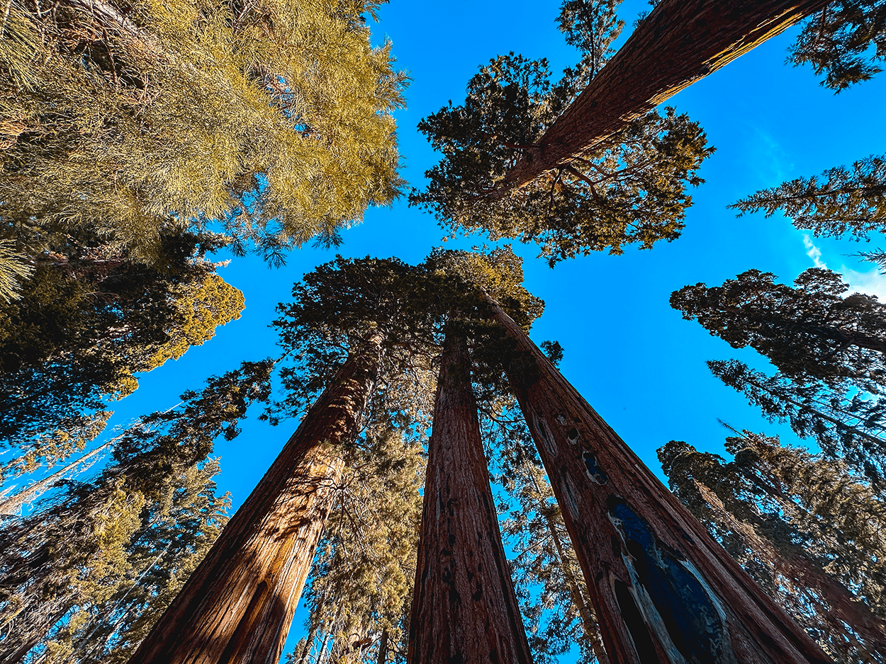 One-Day in Sequoia National Park Itinerary with Kids 3 Giant trees in Sequoia National Park, CA