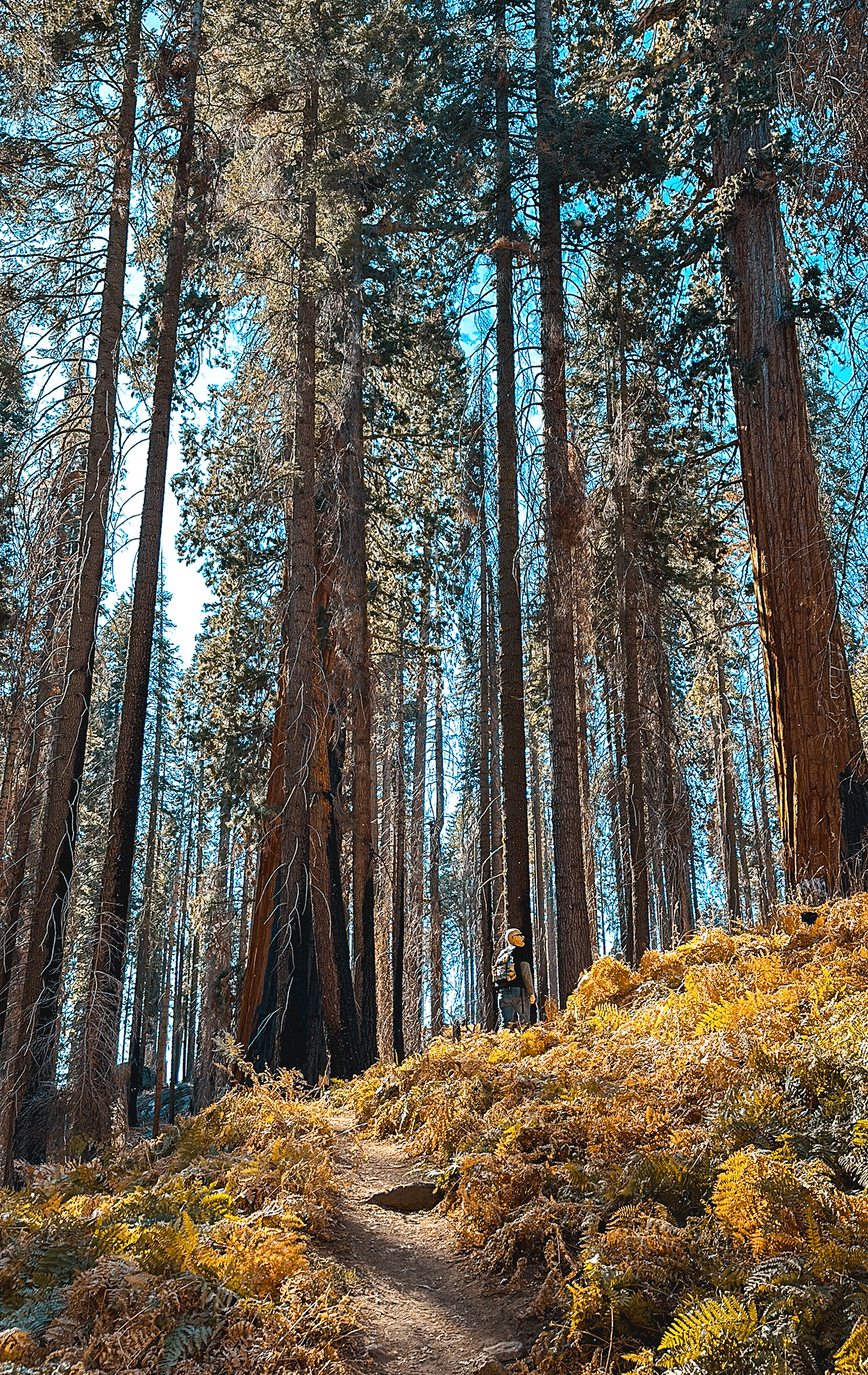 One-Day in Sequoia National Park Itinerary with Kids 28 Crescent Meadow Trail in Sequoia National Park. Credit Keryn Means, TwistTravelMag.com