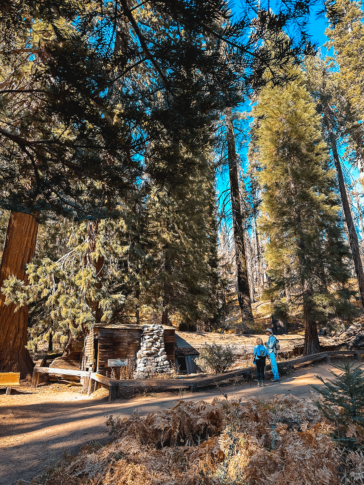 One-Day in Sequoia National Park Itinerary with Kids 9 Tharps Log on the Crescent Meadow Trail in Sequoia National Park. Credit Keryn Means, TwistTravelMag.com