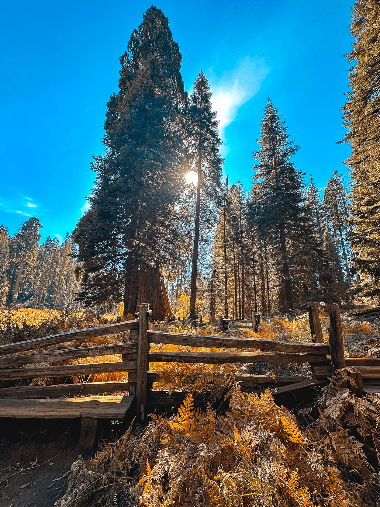 One-Day in Sequoia National Park Itinerary with Kids 8 Crescent Meadow Trail in Sequoia National Park. Credit Keryn Means, TwistTravelMag.com