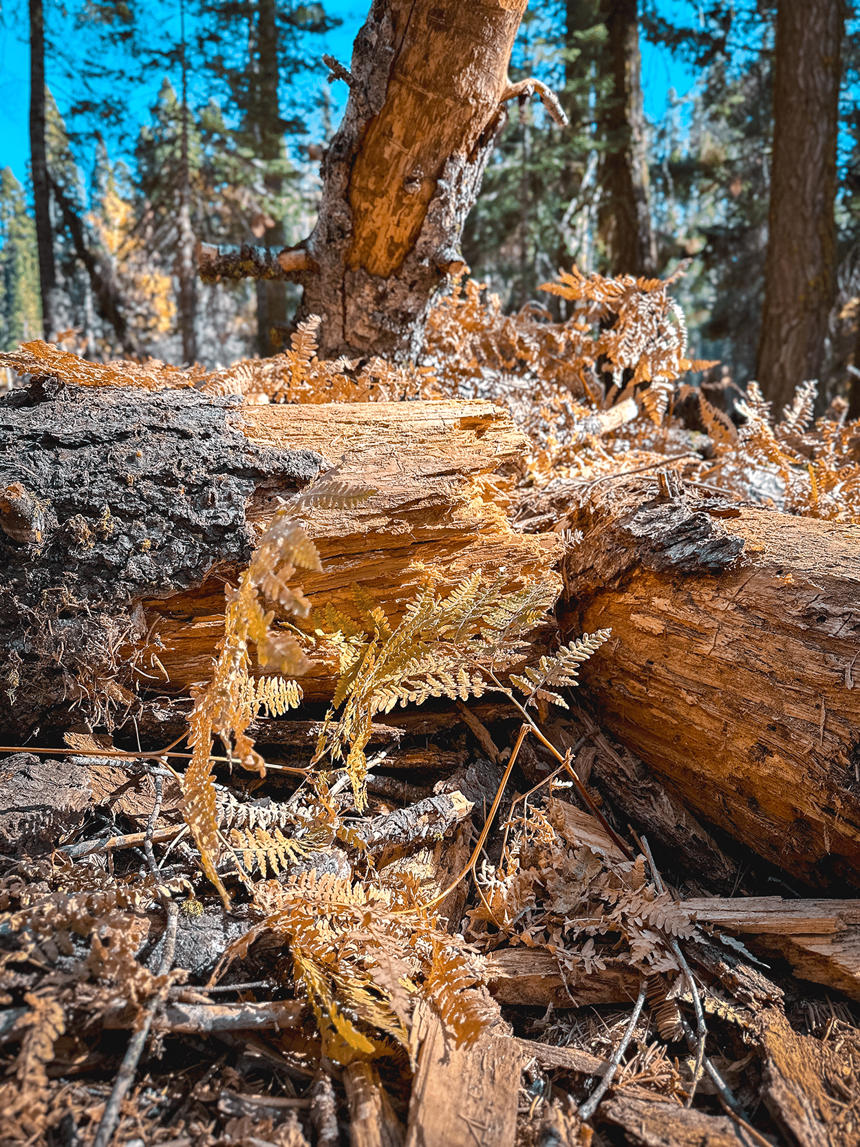 One-Day in Sequoia National Park Itinerary with Kids 29 Ferns in Sequoia National Park, California. Credit Keryn Means, TwistTravelMag.com