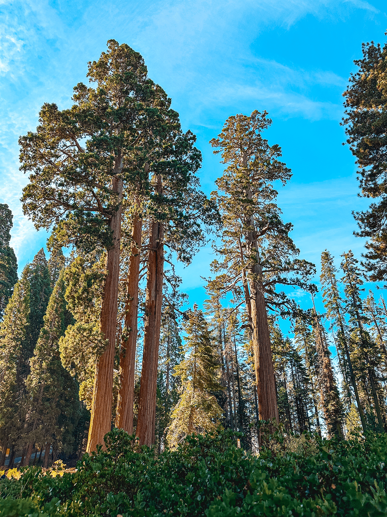 One-Day in Sequoia National Park Itinerary with Kids 20 Sequoia National Park credit Keryn Means Twist Travel Magazine