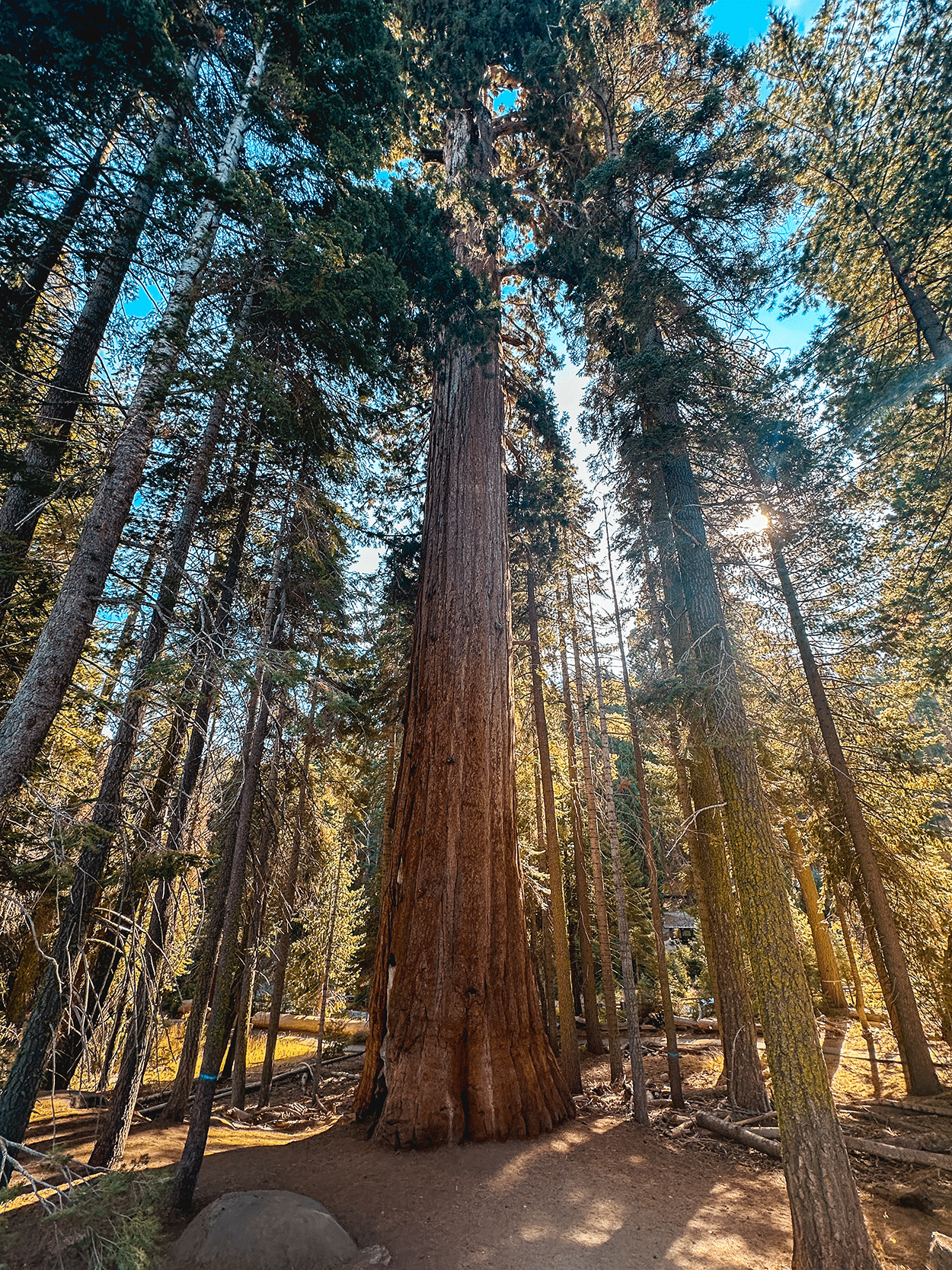 One-Day in Sequoia National Park Itinerary with Kids 22 Sequoia Trees in Sequoia National Park