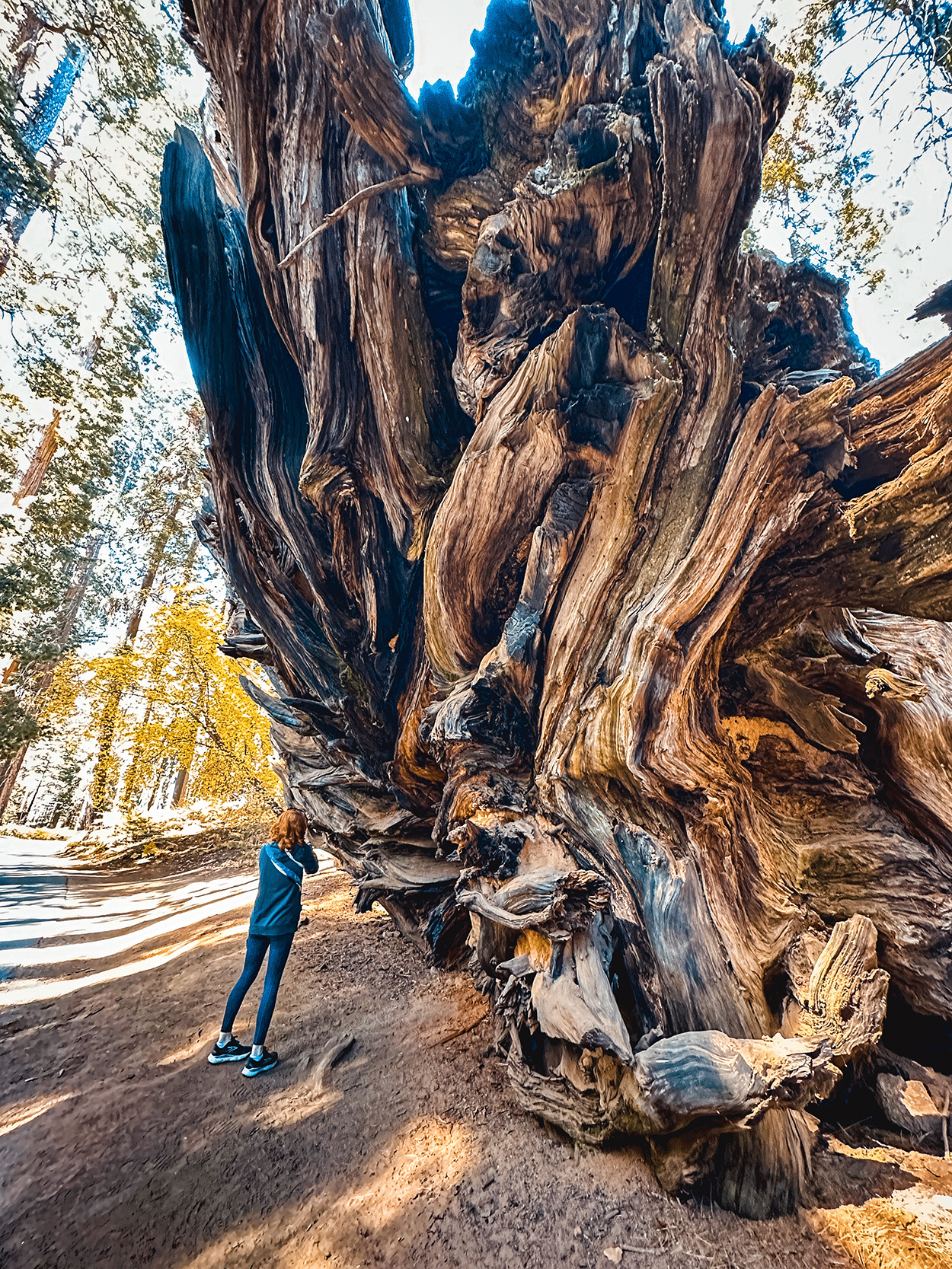 One-Day in Sequoia National Park Itinerary with Kids 26 Keryn at a giant fallen sequoia tree Sequoia National Park