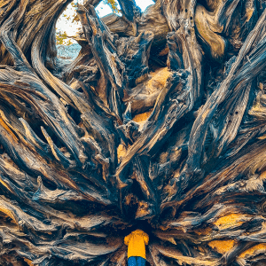 The Parker Group in Sequoia National Park