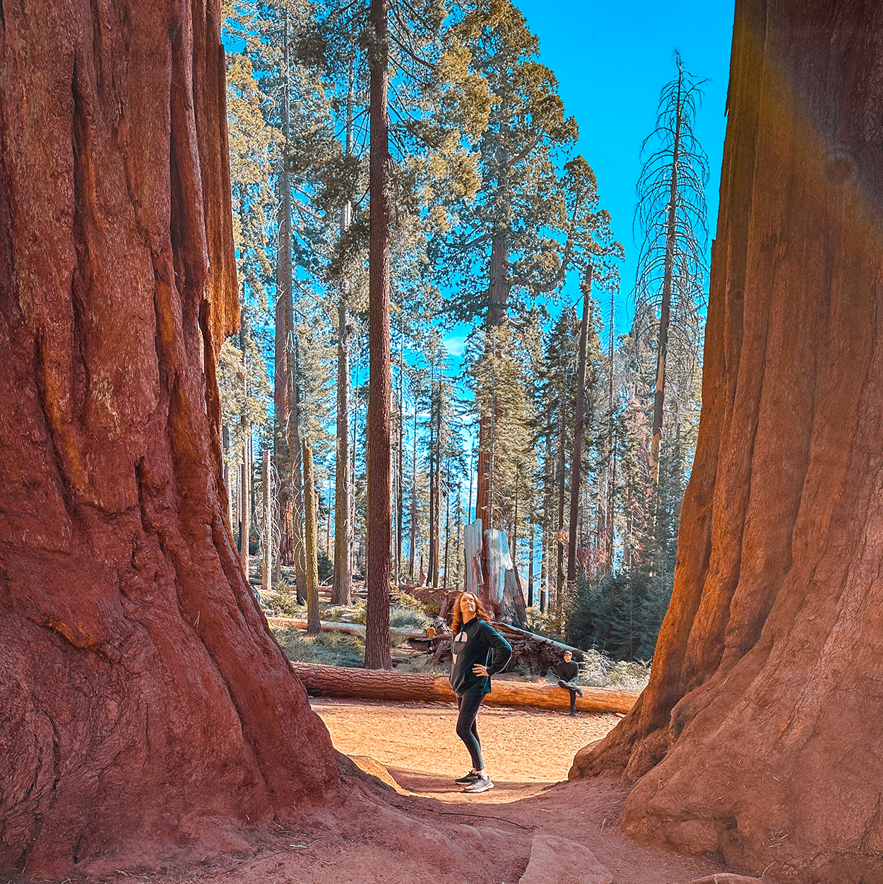 One-Day in Sequoia National Park Itinerary with Kids 4 The Parker Group inside of Sequoia National Park