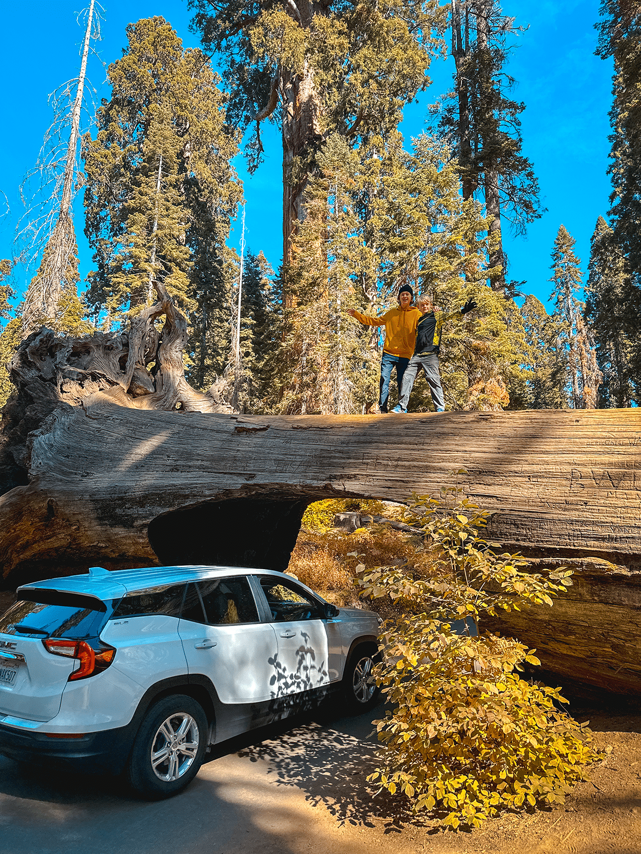 One-Day in Sequoia National Park Itinerary with Kids 5 Driving a car through Tunnel Log in Sequoia National Park in California- credit Keryn Means, TwistTravelMag.com