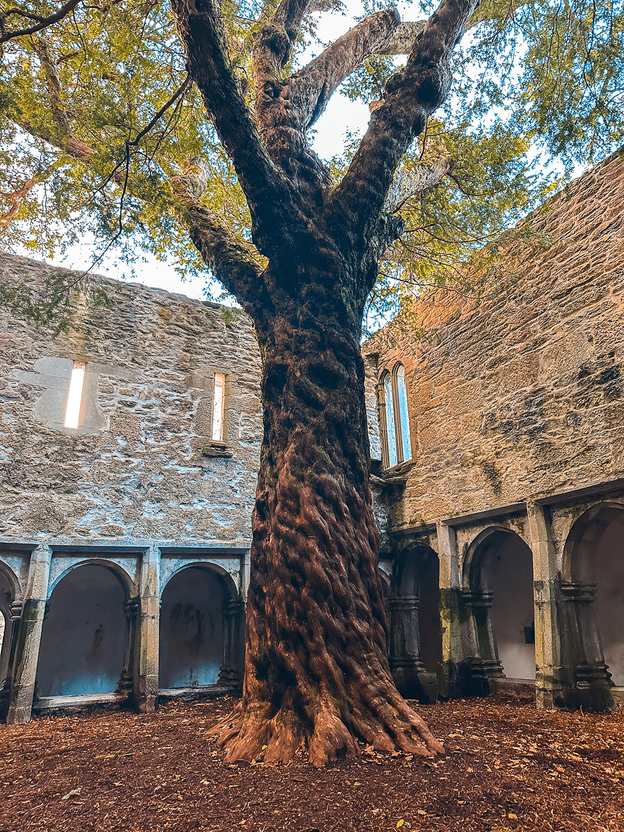 Your Ultimate Ireland Christmas Market Road Trip Itinerary 35 Muckross Abbey in Killarney National Park