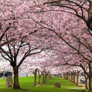 Cherry blossoms in bloom in Portland Oregon in spring