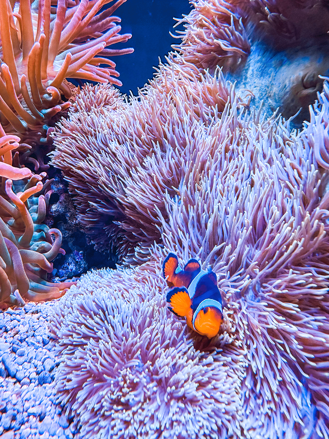 Our Favorite Seattle Rainy Day Boredom Buster Activities with Kids 4 Seattle Aquarium in Seattle Washington