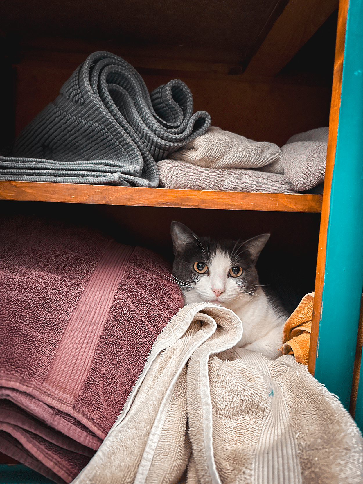 Your Cat's Purrfect Vacation Plan! 2 What To Do With Your Pets When You Go On Vacation