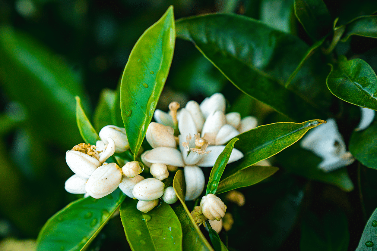 Orange Blossom Simple Syrup Recipe (2 Ways) 1 Orange blossoms on an orange tree in California- credit Keryn Means