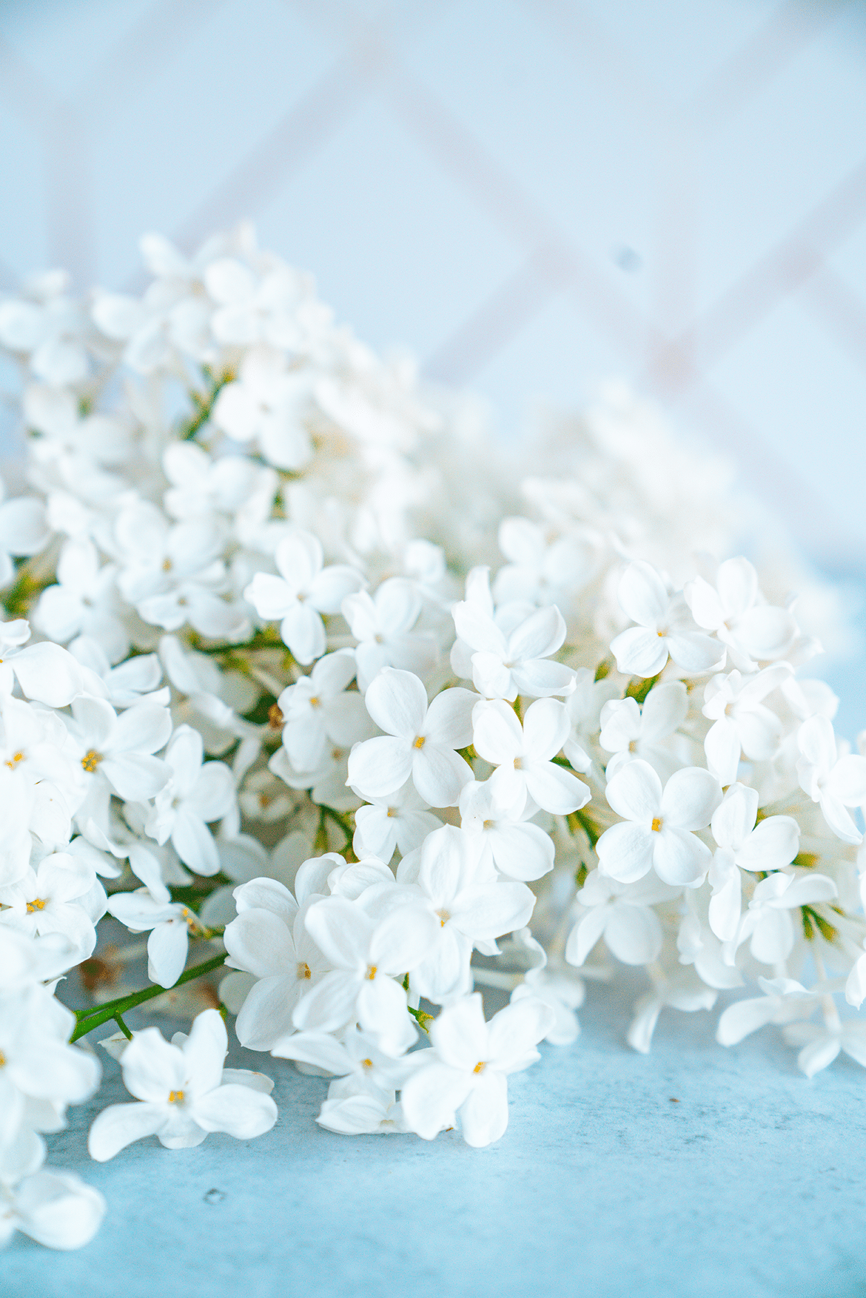 Lilacs in Cocktails: A Fragrant Floral Twist 3 Lilac simple syrup recipe