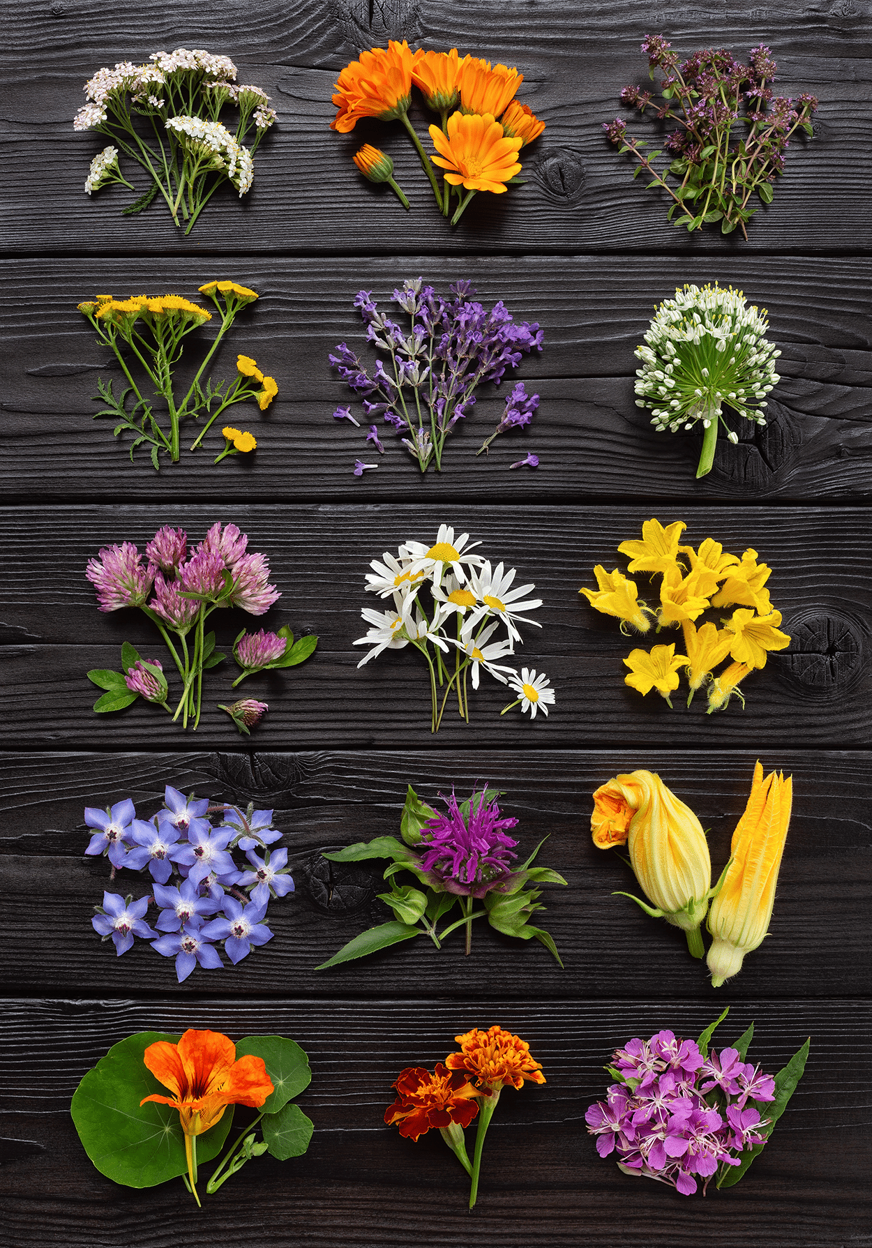 Edible Flowers in Cocktails: How to Safely Get the Best Flavor 5 Edible Flowers
