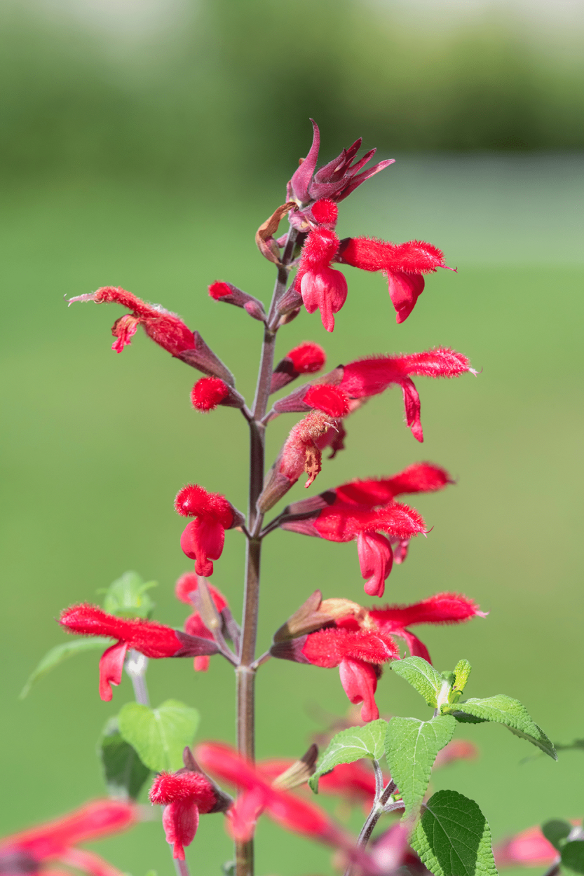 Pineapple Sage in Cocktails: How to Use This Fruity, Floral Herb 1 Pineapple Sage flowers