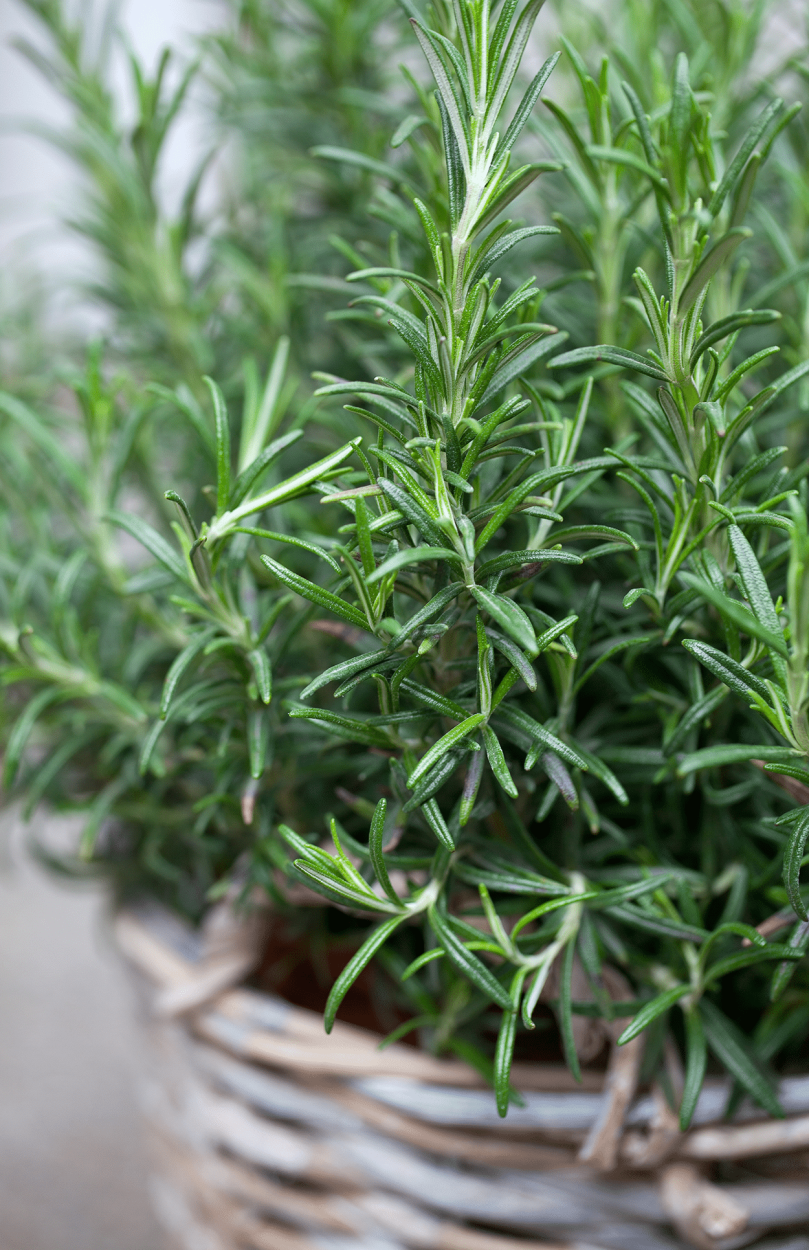 Rosemary in Cocktails: Bold, Piney, and Full of Flavor 2 Fresh rosemary plant