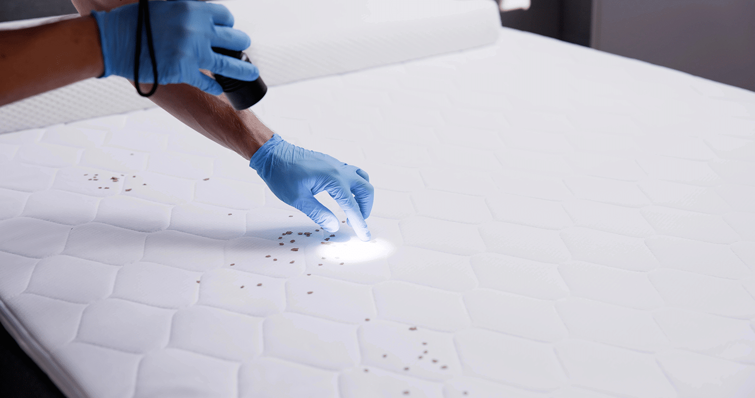 How to Check for Bedbugs in Hotels (Without Losing Your Mind) 2 Checking for Bed Bugs