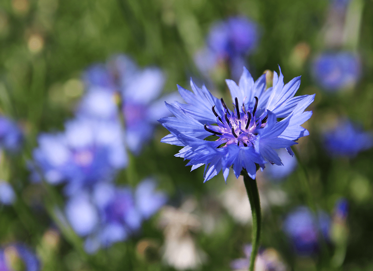 Cornflowers in Cocktails: How to Use Bachelor’s Buttons Blue Blooms 2 Blue Cornflower -Bachelor’s Buttons