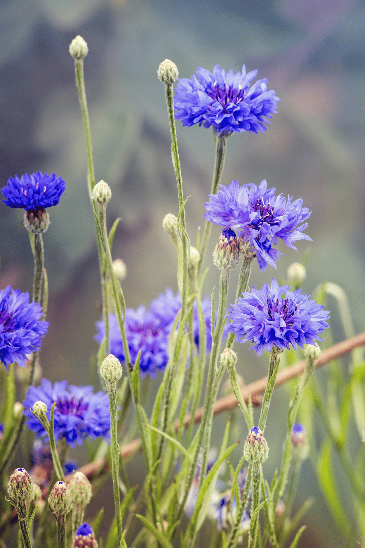 Cornflowers in Cocktails: How to Use Bachelor’s Buttons Blue Blooms 4 Blue Cornflower -Bachelor’s Buttons