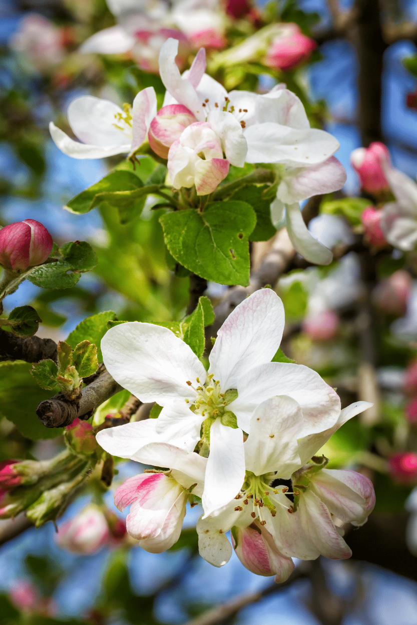 Edible Flowers in Cocktails: How to Safely Get the Best Flavor 25 Apple Blossoms