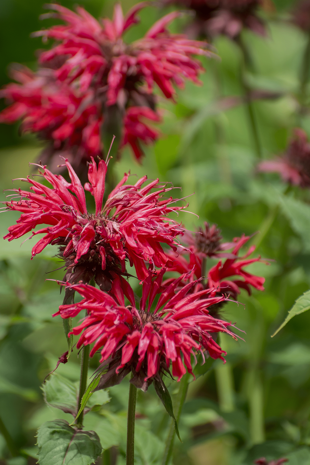 Bee Balm in Cocktail: How to Use This Spicy, Minty Flower in Drinks 5 Bee Balm