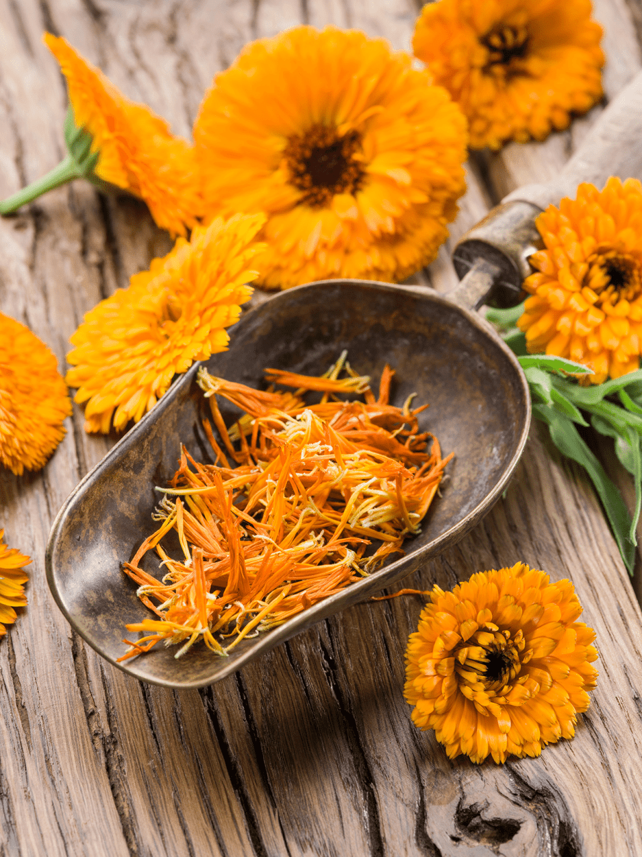 How to Use Marigolds in Cocktails: A Floral Guide to Calendula & More 2 Calendula Marigold edible flowers