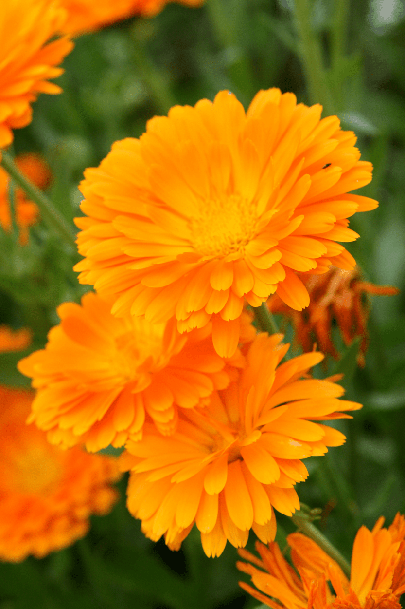 Edible Flowers in Cocktails: How to Safely Get the Best Flavor 8 Calendula Marigold edible flowers