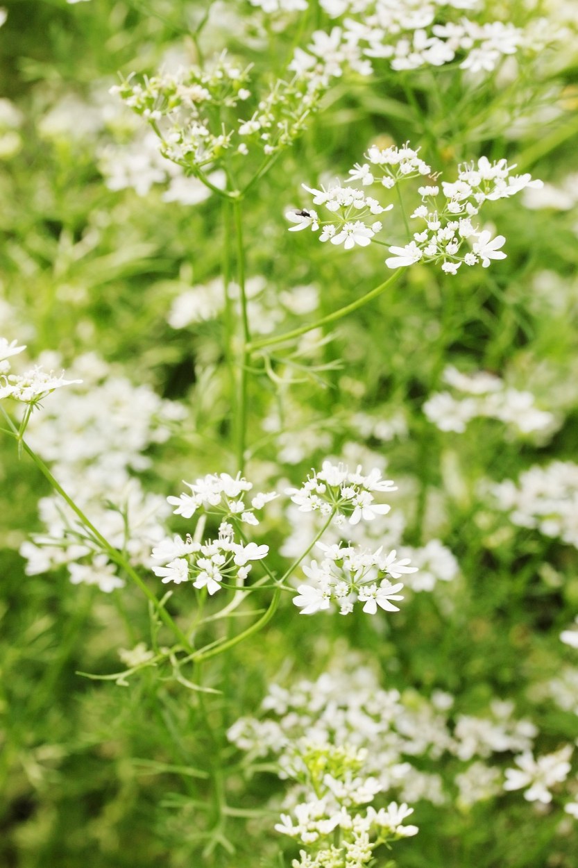 Edible Flowers in Cocktails: How to Safely Get the Best Flavor 15 Cilantro Flowers