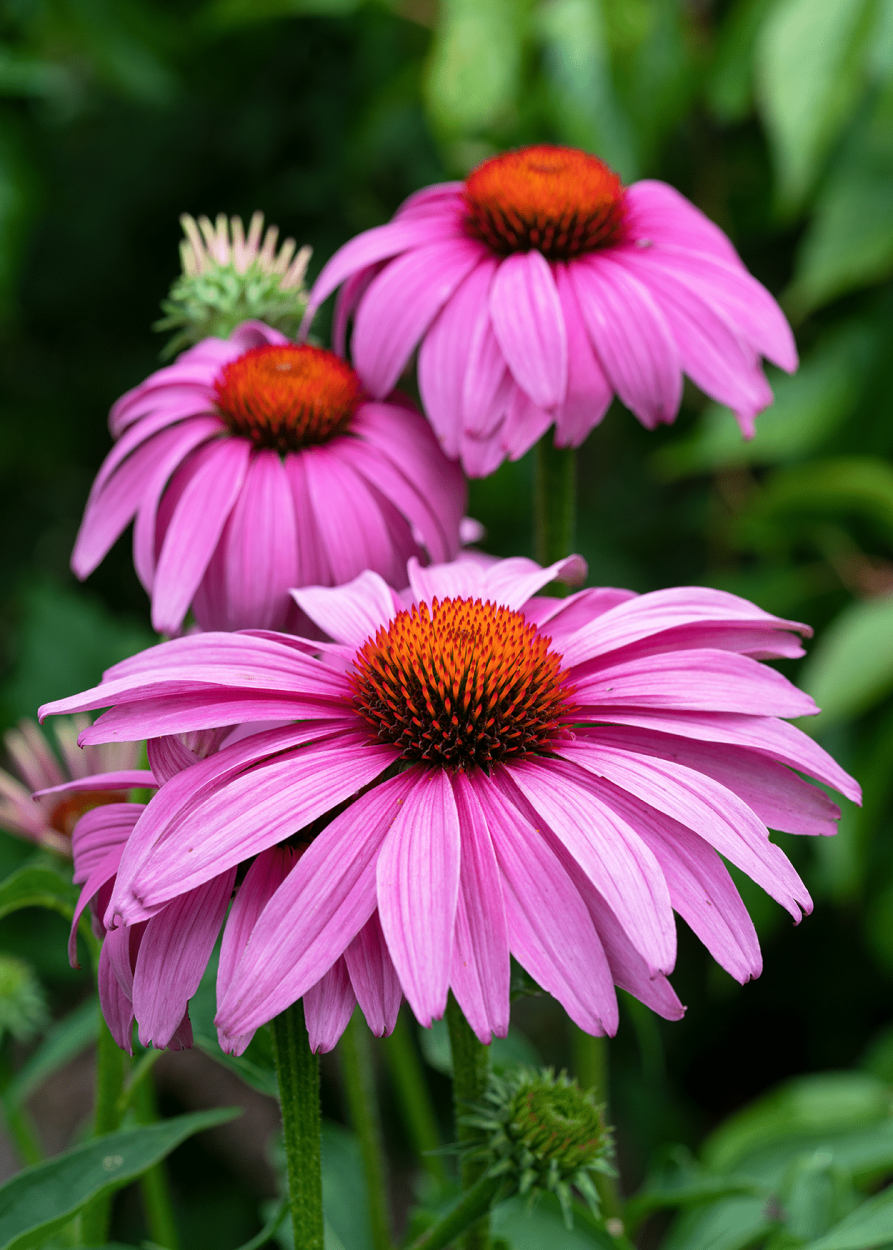 Edible Flowers in Cocktails: How to Safely Get the Best Flavor 11 Coneflower