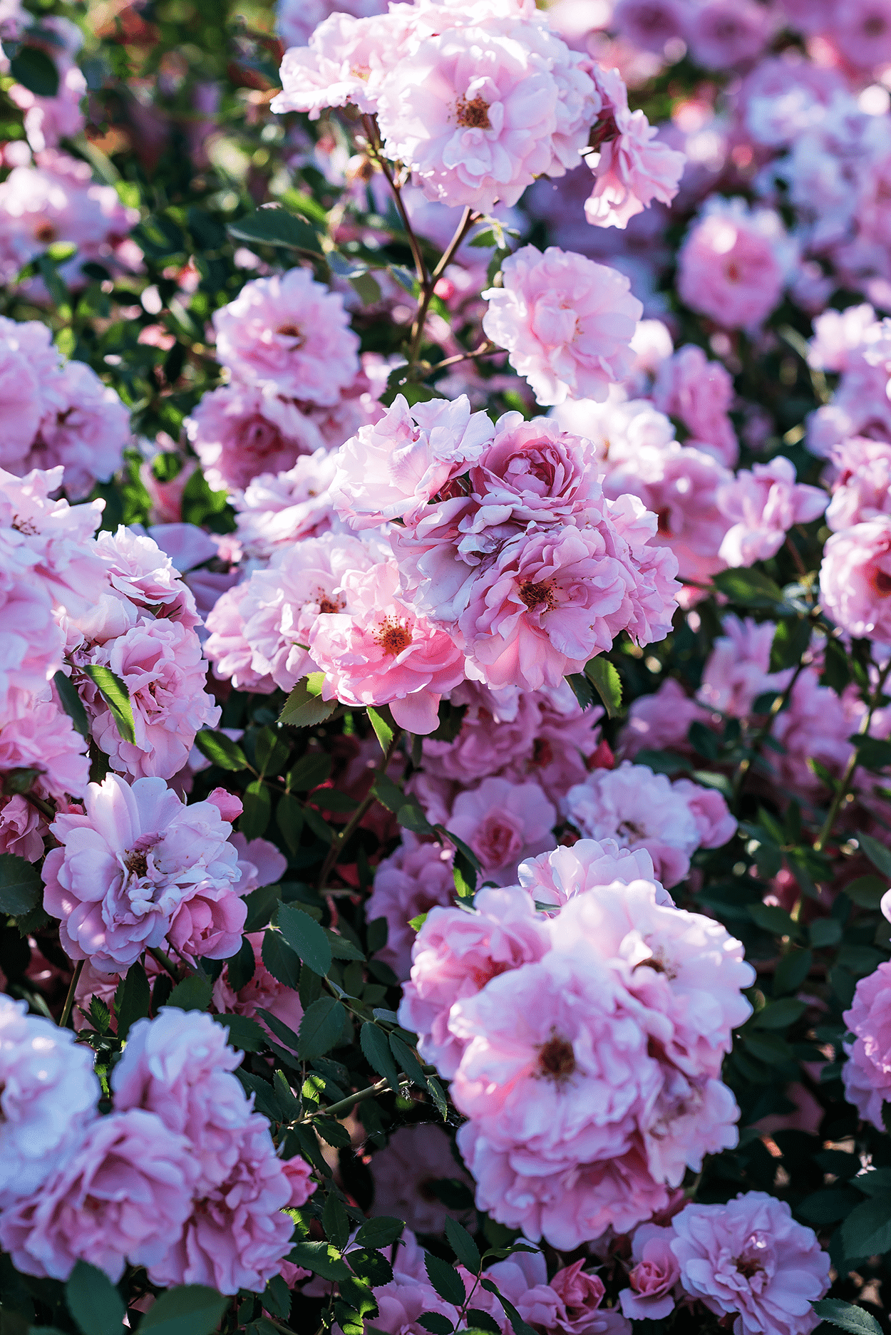 Roses in Cocktails: How to Use the Queen of Flowers in Your Drinks 5 Roses