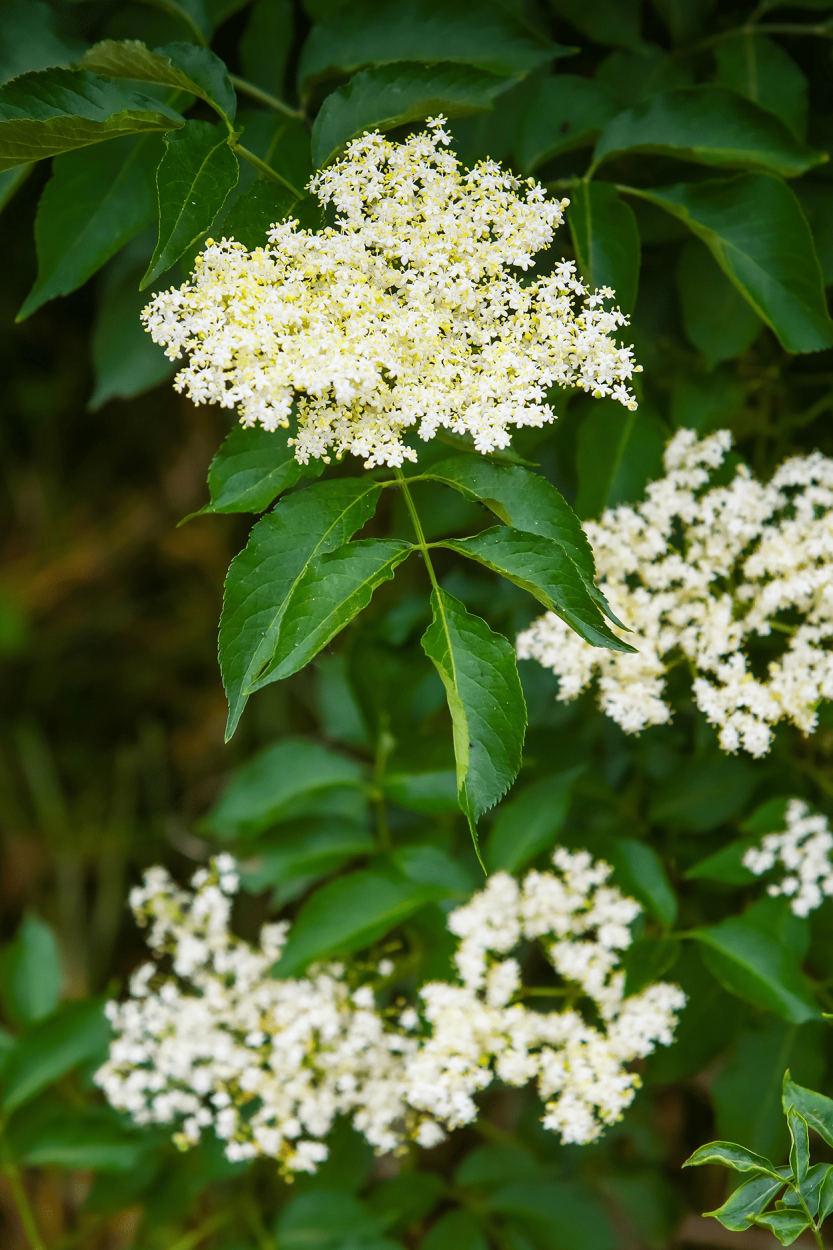 Edible Flowers in Cocktails: How to Safely Get the Best Flavor 7 Elderflowers- edible flowers