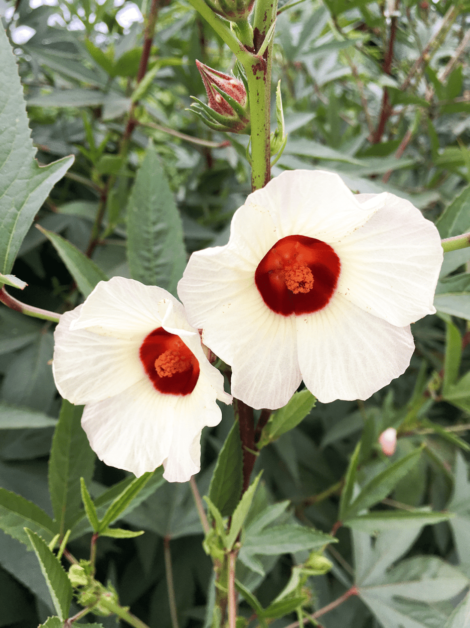 Edible Flowers in Cocktails: How to Safely Get the Best Flavor 4 Hibiscus sabdariffa, roselle or Jamaican sorrel