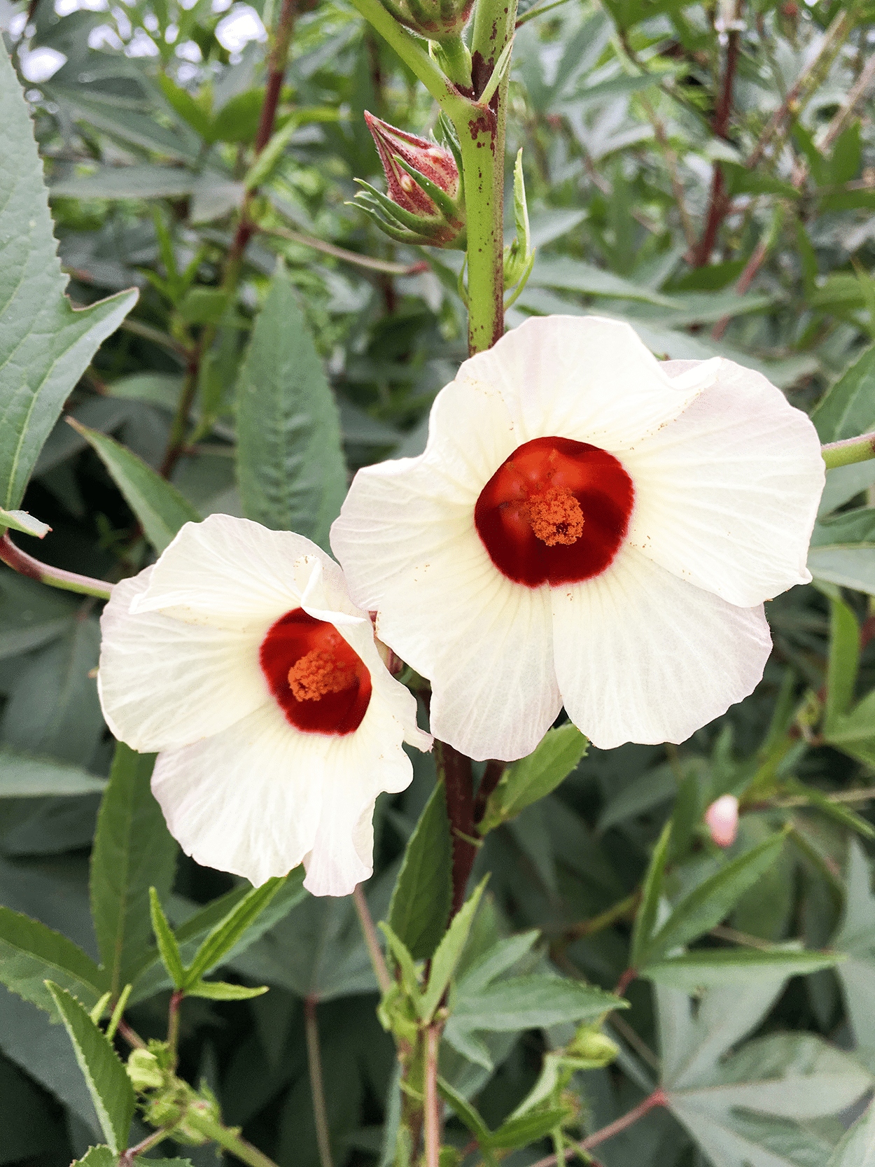 How to Use Hibiscus Flowers in Cocktails (Safely & Deliciously!) 4 Hibiscus sabdariffa, roselle or Jamaican sorrel